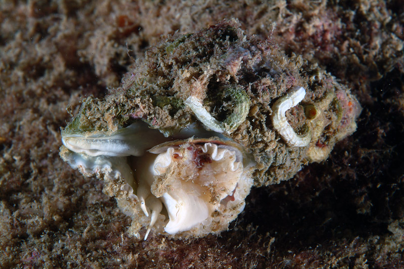 Coralliophila sp.
